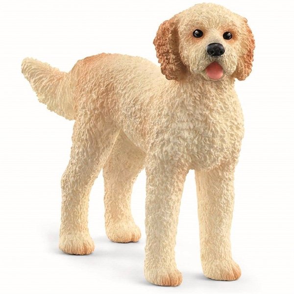 Goldendoodle